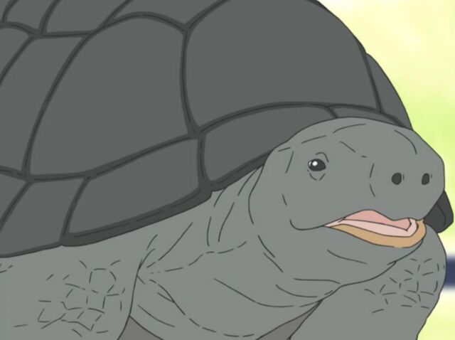 File:Tortoise.jpg