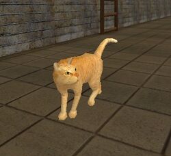 Cat