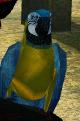 Blueparrot