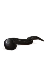 Leeches-lrg