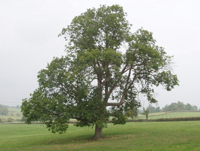 File:Ash.jpg