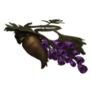 Monkshood