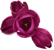 Flower-heads-lrg
