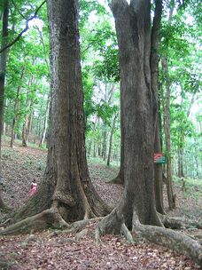450px-Mahagoni Tree