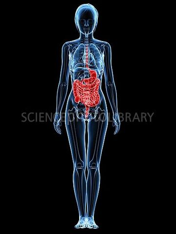 File:Digestive system.jpg