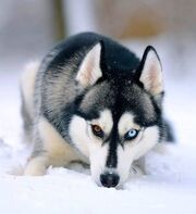 Siberian Husky