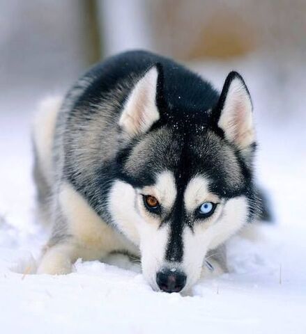 File:Siberian Husky.jpg