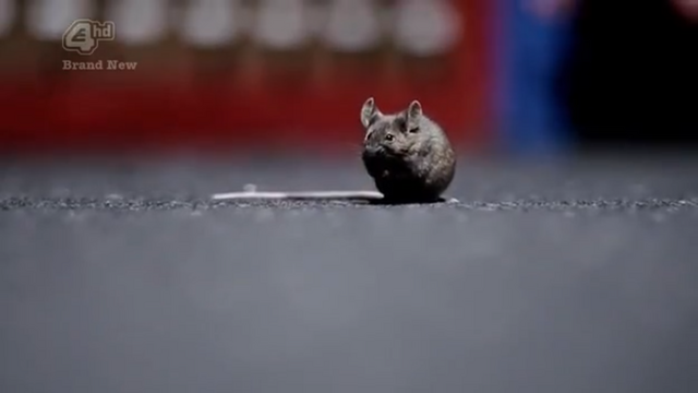 File:Rat Shapeshifter.png
