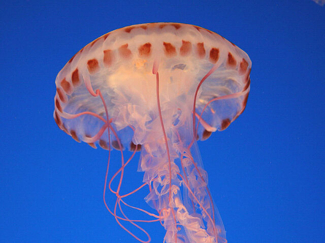 File:Jellyfish beautiful.jpg