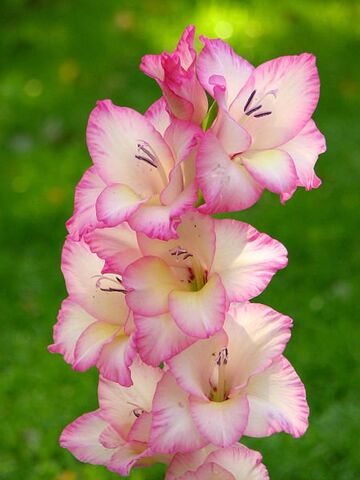 File:Gladiolus.jpg