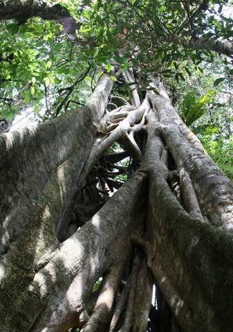 File:StranglerFig.jpg