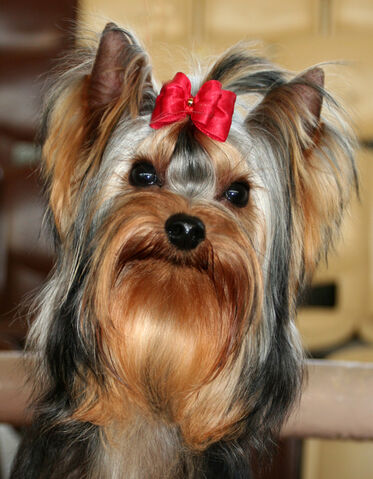 File:YorkieBow.jpg