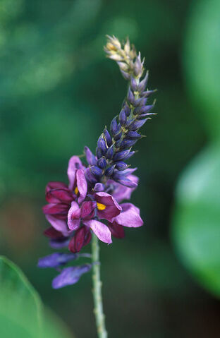 File:Kudzu flower.jpg