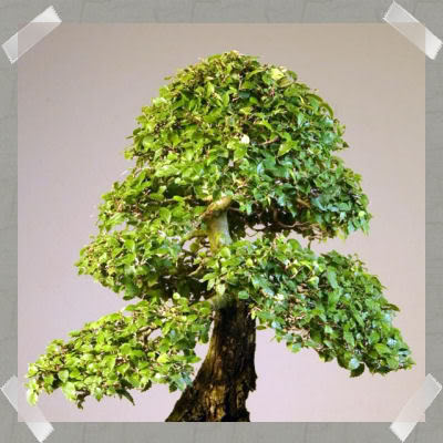 File:Elm.jpg
