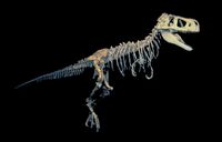Tarbosaurus bataar