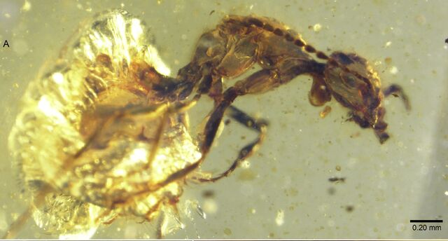 File:Zigrasimecia in amber.jpg