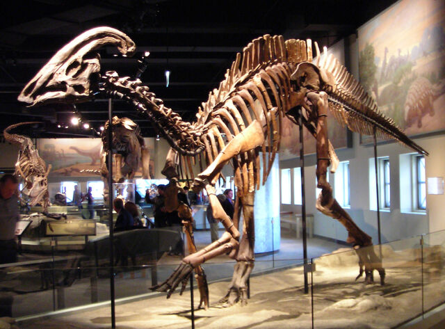 File:Parasaurolophus cyrtocristatus-1-.jpg