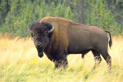 Bison-bison 1739