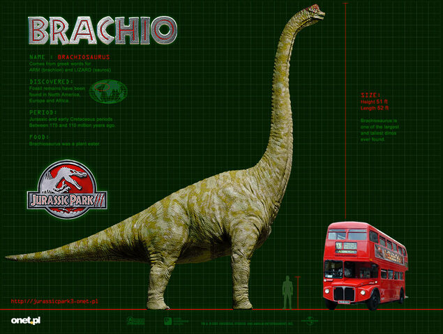 File:BRACHIO WP 1024-1-.jpg