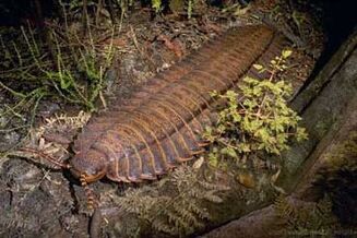 Arthropleura 1