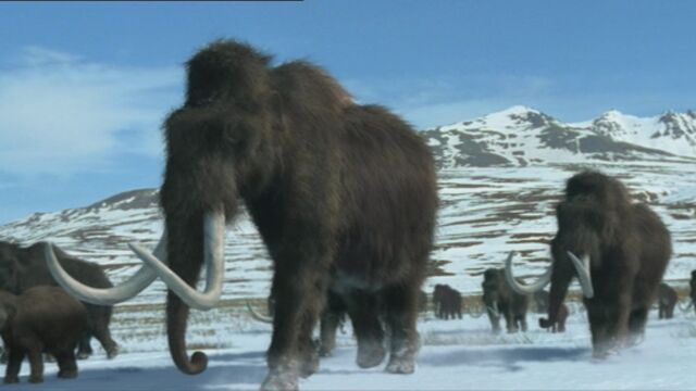 File:1x2 MammothHerd.jpg