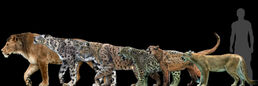 Big cats.jpg