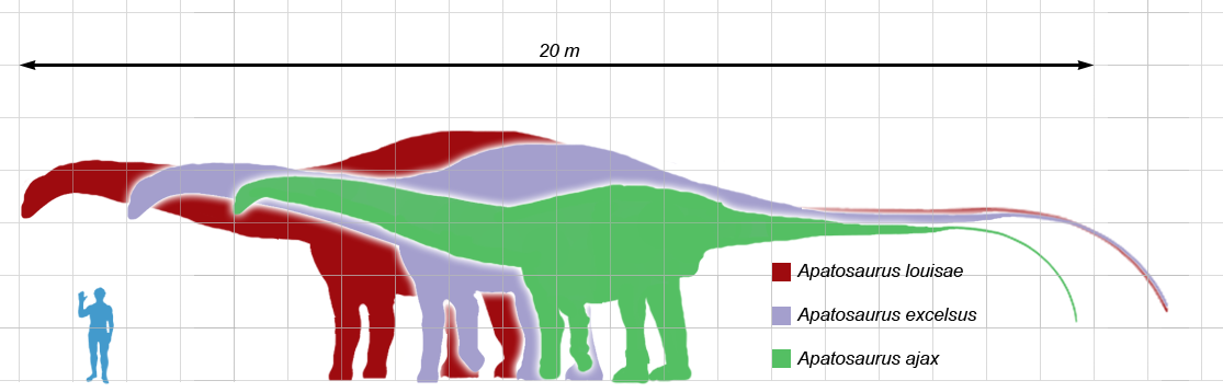 Метры по сравнению с человеком. Динозавры по сравнению с человеком. Апатозавр и человек. Размеры динозавров и человека. Апатозавр по сравнению с человеком.