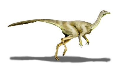 Struthiomimus.jpg