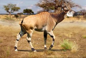 Bramatherium.jpg