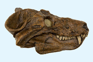 Cynognathus lg.jpg