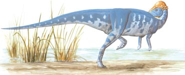 Tylocephale.jpg