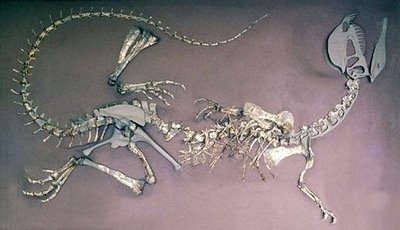Dilophosaurus esqueleto.jpg
