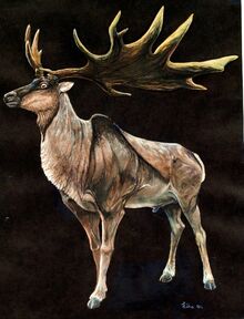 Megaloceros giganteus.jpg