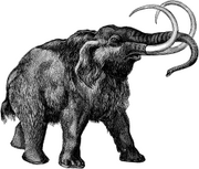 Mammoth.png