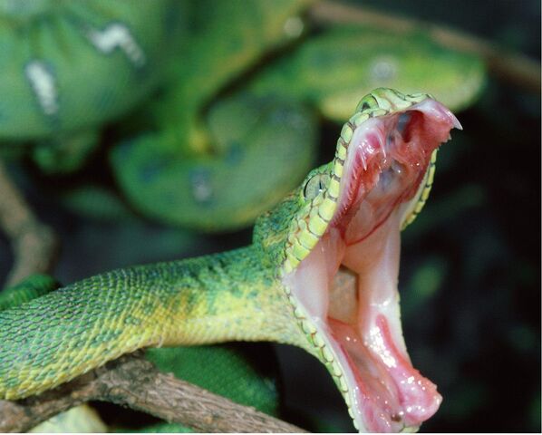 File:Snake3.jpg