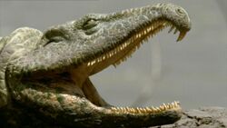Prionosuchus