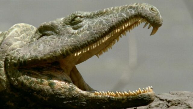 File:Prionosuchus.jpg