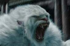 Yeti