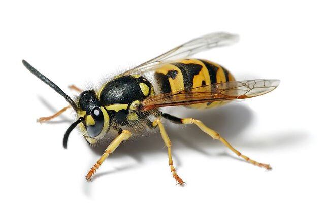 File:Future Wasp.jpg
