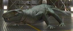 PrimevalContinuedLycaenops