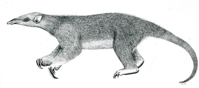 File:Eurotamandua.jpg