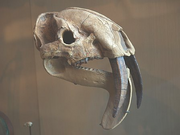 ThylacosmilusSkull
