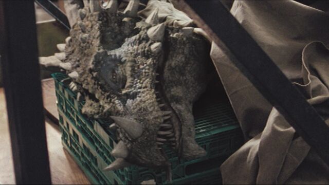 File:3x7dracorexBeingTreated.jpg
