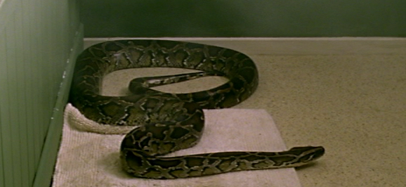 File:Python.png