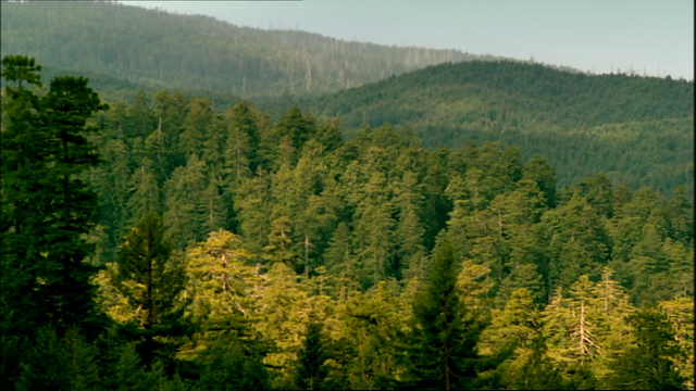 File:1x1forestOfDean.png