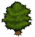 Arbol.png