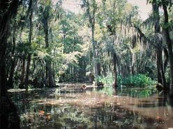Swampland