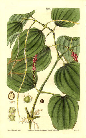 File:Herb.jpg