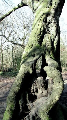 File:Hollow-Oak.jpg