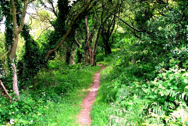 File:Welsh woods.jpg
